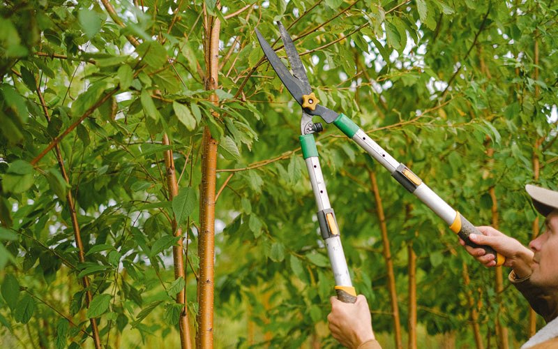 Tree trimming in Strawn, IL