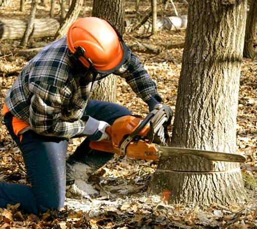 Tree Removal in Strawn, IL